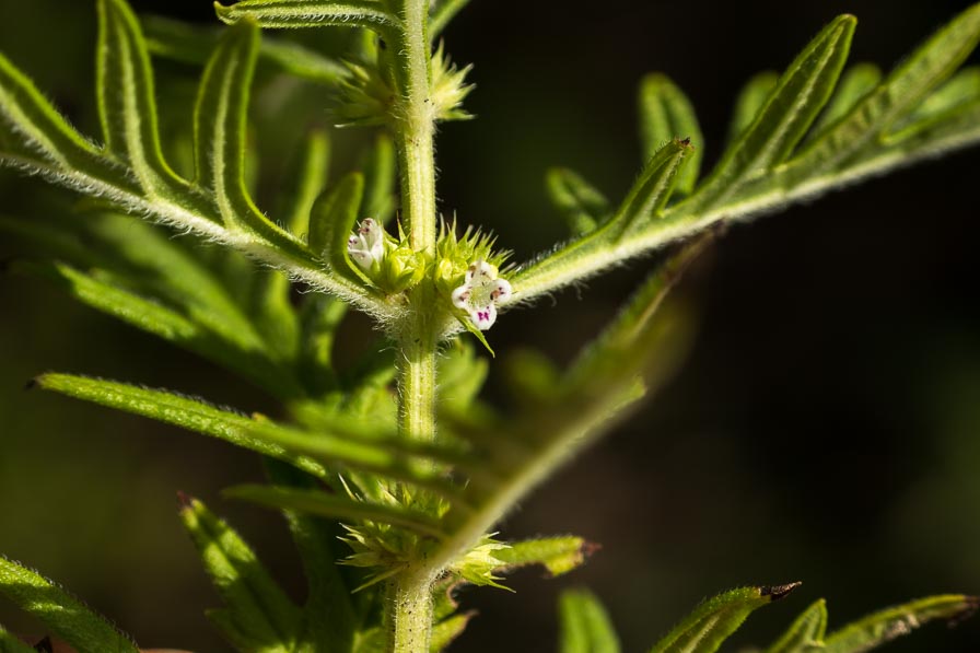 Lycopus exaltatus (Lamiaceae)